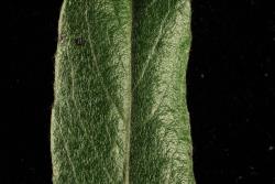 Salix repens. Upper leaf surface.
 Image: D. Glenny © Landcare Research 2020 CC BY 4.0